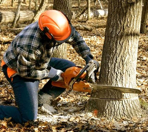 Tree Removal in Prosperity, SC